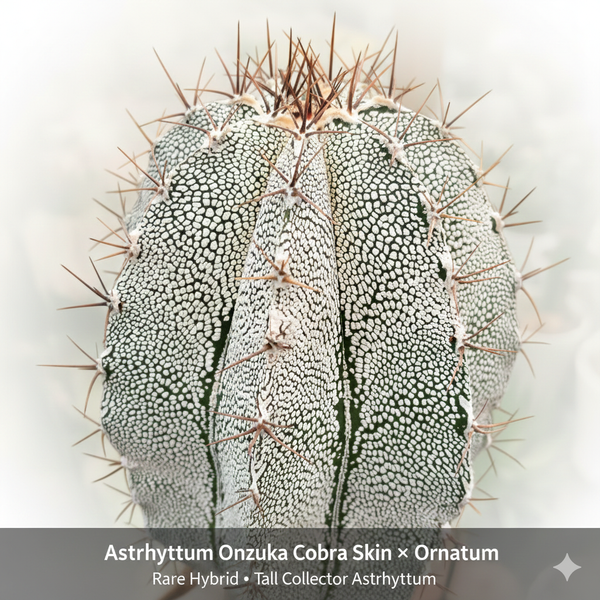 Astrophytum onzuka cobra skin x ornatum