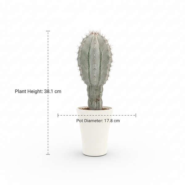 Astrophytum onzuka cobra skin x ornatum