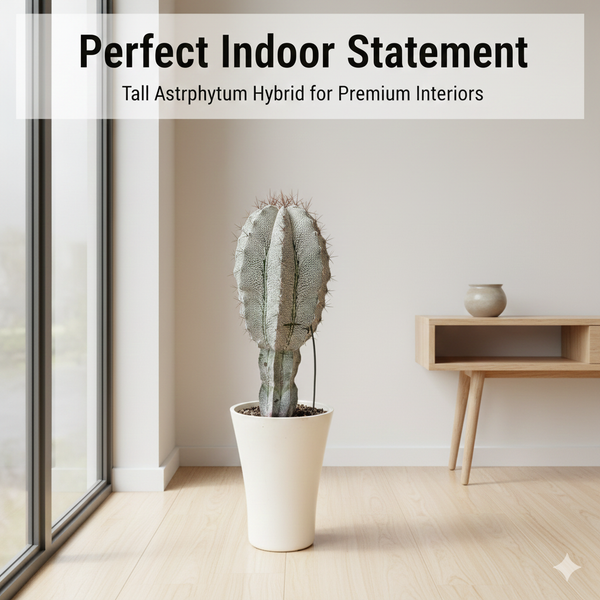 Astrophytum onzuka cobra skin x ornatum