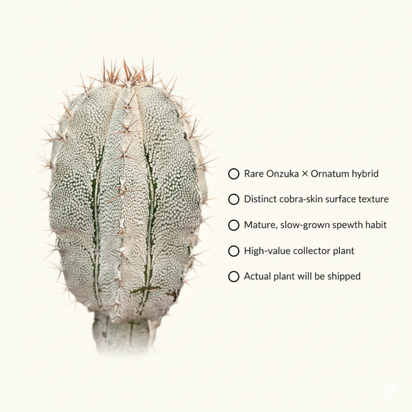 Astrophytum onzuka cobra skin x ornatum