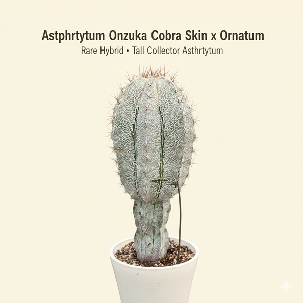 Astrophytum onzuka cobra skin x ornatum