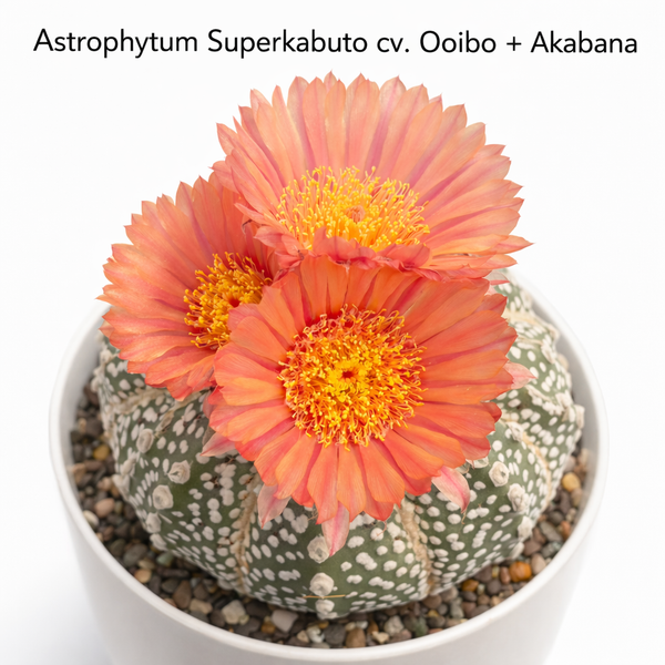Astrophytum superkabuto cv ooibo + akabana