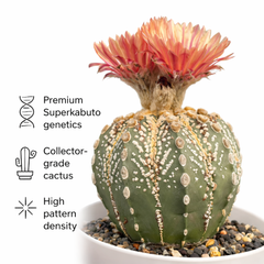 Astrophytum superkabuto cv ooibo + akabana