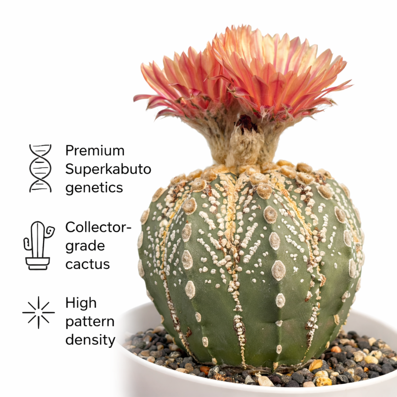 Astrophytum superkabuto cv ooibo + akabana