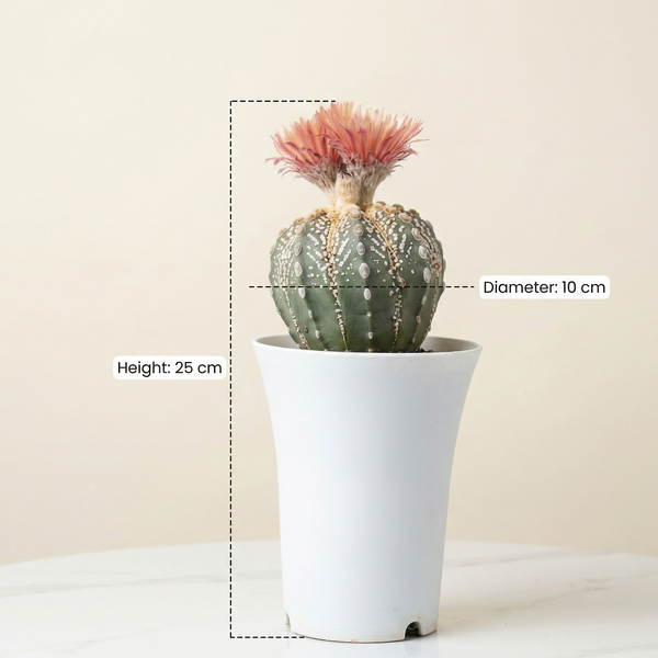 Astrophytum superkabuto cv ooibo + akabana