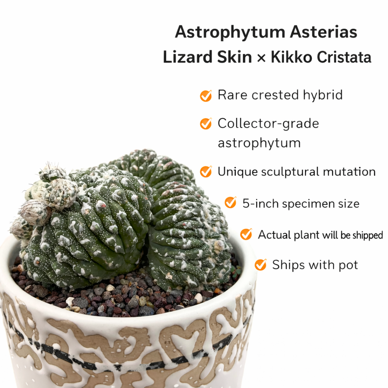 Astrophytum Asterias cv lizard skin x kikko cristata