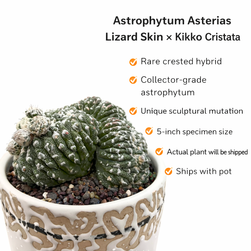 Astrophytum Asterias cv Lizard Skin x Kikko Cristata Rare Collector Cactus  – Samarth Cactus Nursery