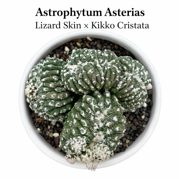 Astrophytum Asterias cv lizard skin x kikko cristata