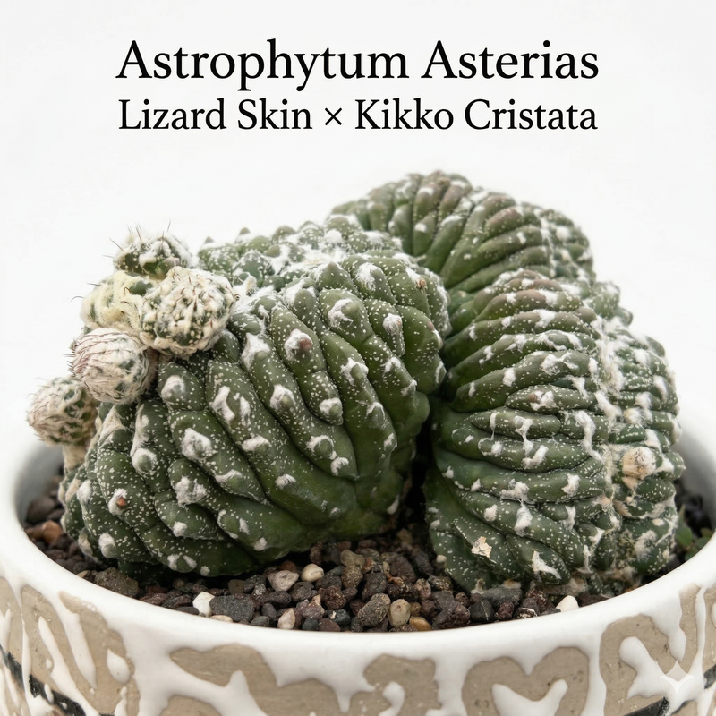 Astrophytum Asterias cv lizard skin x kikko cristata
