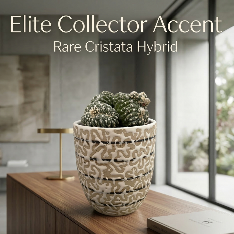 Astrophytum Asterias cv lizard skin x kikko cristata