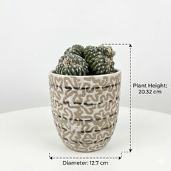 Astrophytum Asterias cv lizard skin x kikko cristata