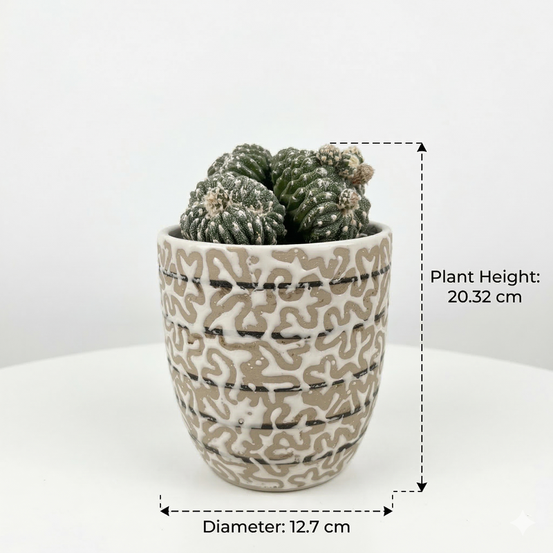 Astrophytum Asterias cv lizard skin x kikko cristata