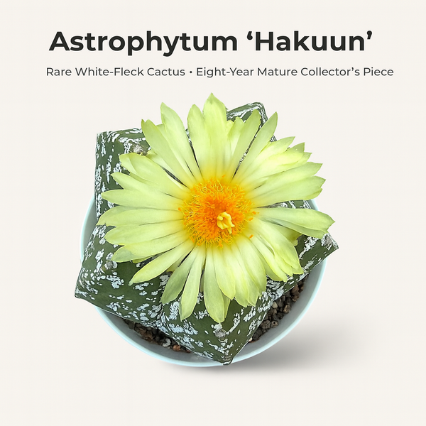 Astrophytum Hakuun