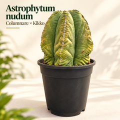 Astrophytum nudum columnare x kikko