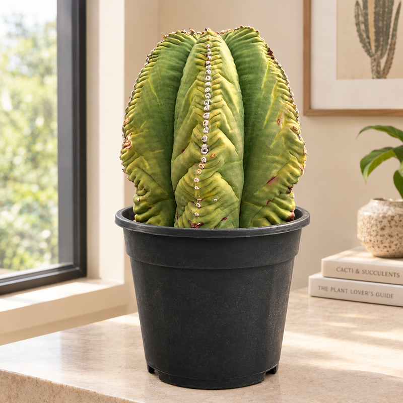 Astrophytum nudum columnare x kikko
