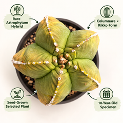 Astrophytum nudum columnare x kikko