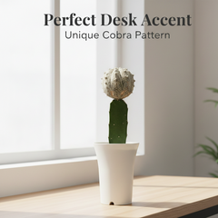 Astrophytum superkabuto cobra