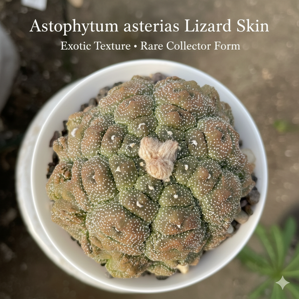 Rare Astrophytum Asterias cv Lizard Skin L.S67 Cactus - Samarth Cactus Nursery India