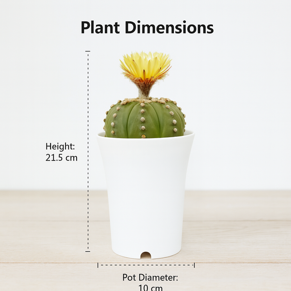 Astrophytum Asterius cv ooibo