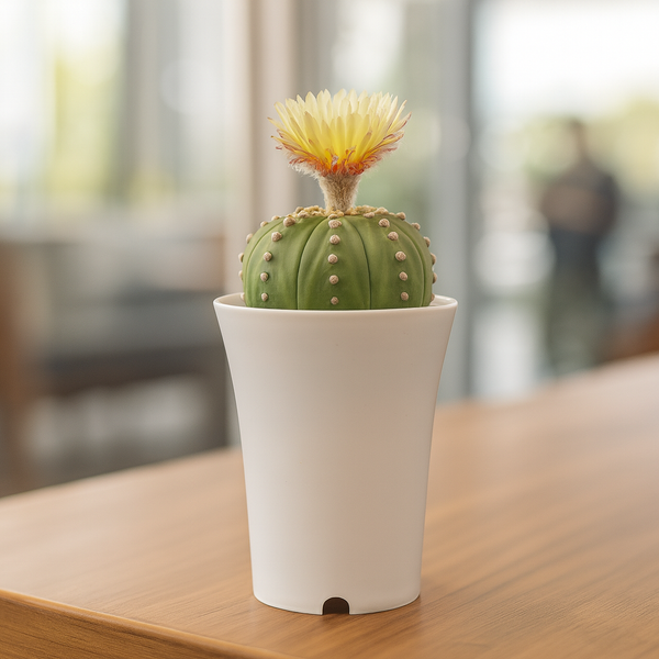 Astrophytum Asterius cv ooibo