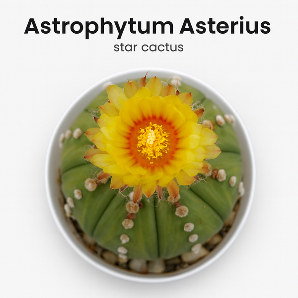 Astrophytum Asterius cv ooibo