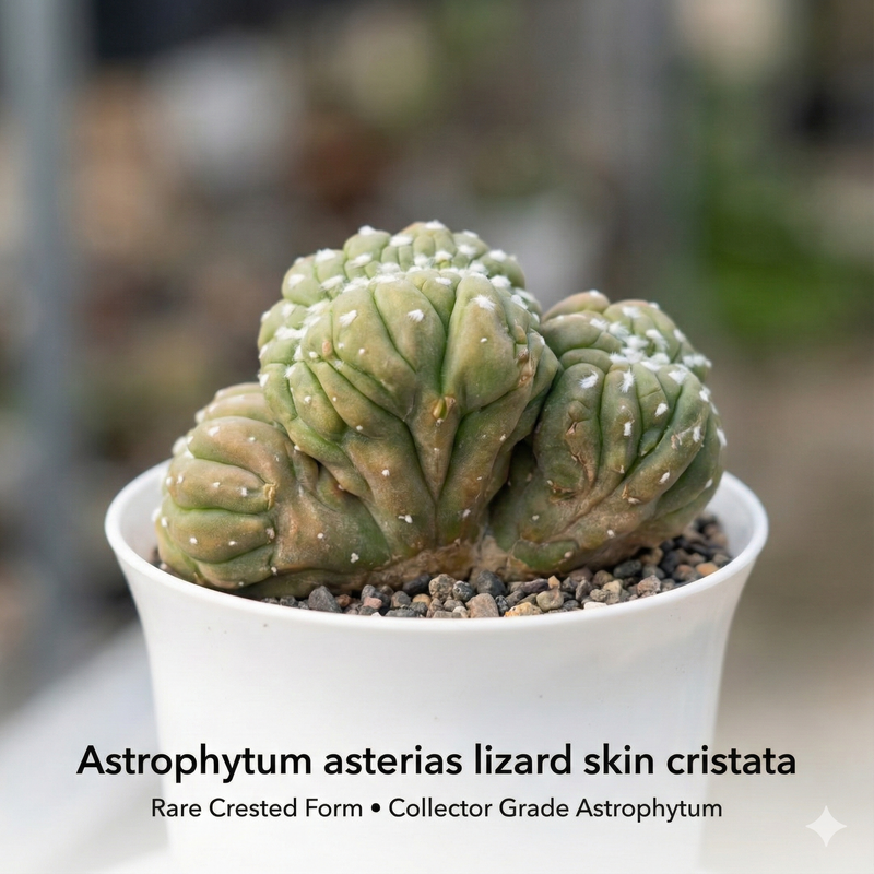 Rare 5-Year-Old Astrophytum asterias lizard skin cristata crested star cactus - Samarth Cactus Nursery India.