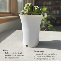 Astrophytum asterias lizard skin cristata