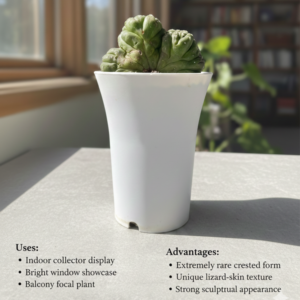 Astrophytum asterias lizard skin cristata