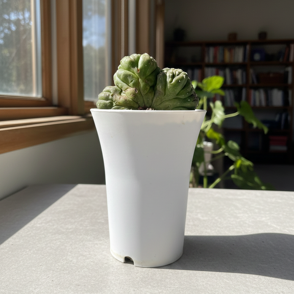 Side view of 4-inch crested Lizard Skin Astrophytum showing unique architectural growth