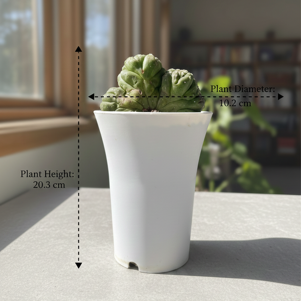 Astrophytum asterias lizard skin cristata