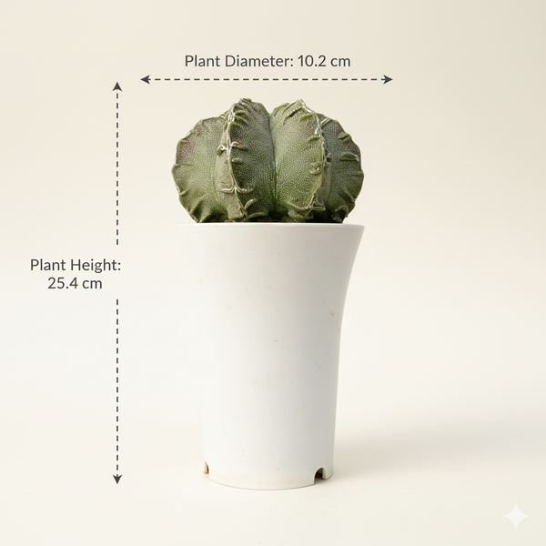 Astrophytum myriostigma cv. Sazanami Fukuryu (F.061)