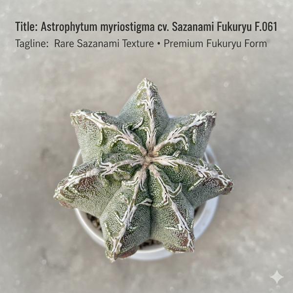7-Year-Old Rare Astrophytum myriostigma cv. Sazanami Fukuryu F.061 Star Cactus - Samarth Cactus Nursery India