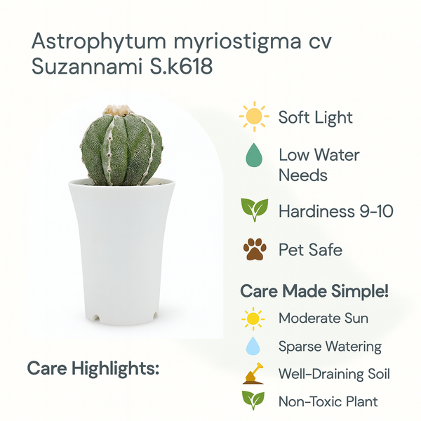 Astrophytum myriostigma cv Suzannami Sk618