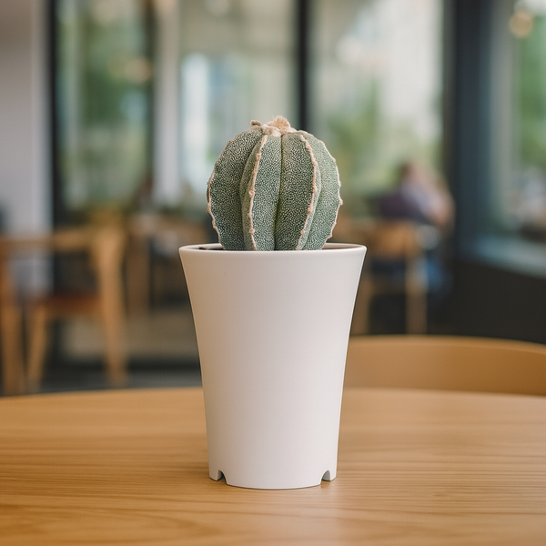 Astrophytum myriostigma cv Suzannami Sk618