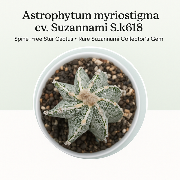 Astrophytum myriostigma cv Suzannami Sk618