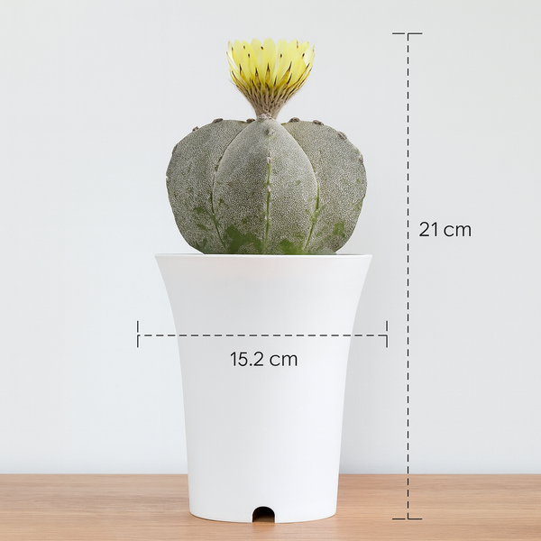 Astrophytum myriostigma pantacostum M1