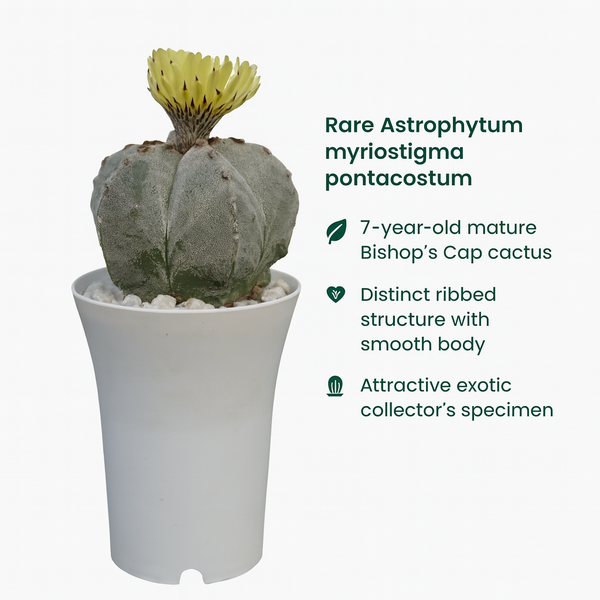 Astrophytum myriostigma pantacostum M1