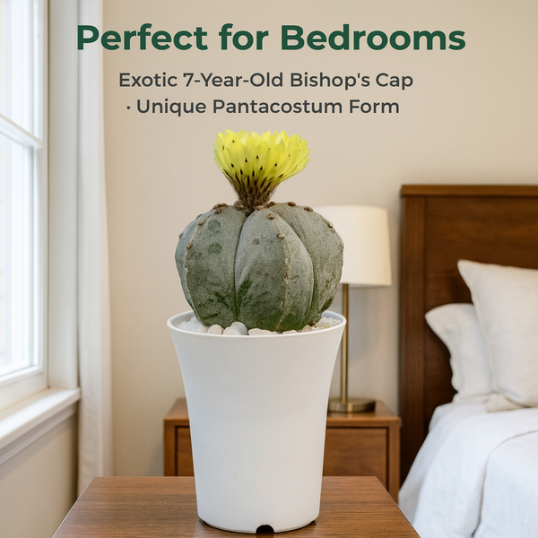 Astrophytum myriostigma pantacostum M1