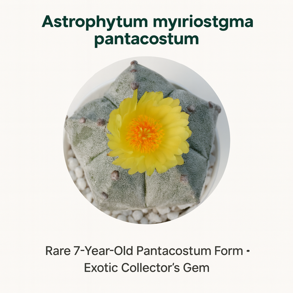 Astrophytum myriostigma pantacostum M1