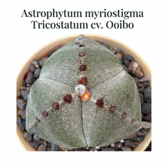 Astrophytum myriostigma tricostatum cv Ooibo