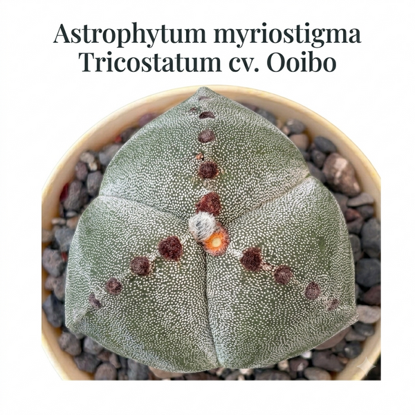 Astrophytum myriostigma tricostatum cv Ooibo