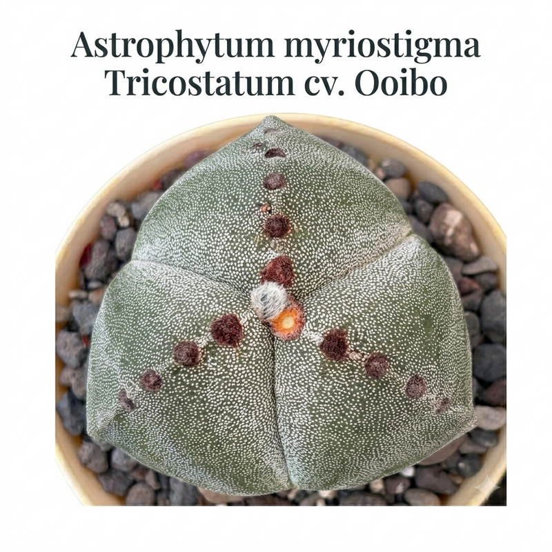 Astrophytum myriostigma tricostatum cv Ooibo