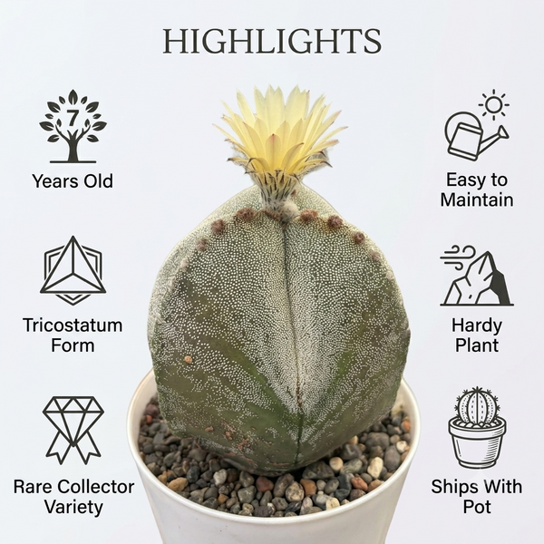 Astrophytum myriostigma tricostatum cv Ooibo