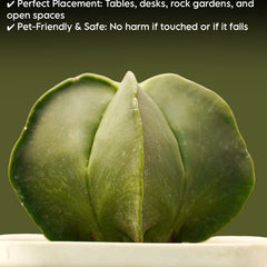 Geometric five-ribbed Astrophytum nudam pantacostum showing smooth green skin.