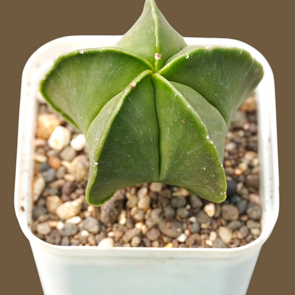 Astrophytum_nudam_Astrerious_spineless_cactus-Asterious