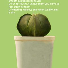 Astrophytum_nudam_Astrerious_spineless_cactus-Asterious