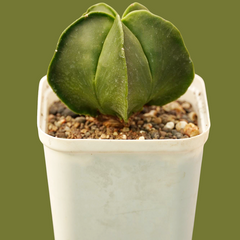 Astrophytum_nudam_Astrerious_spineless_cactus-Asterious