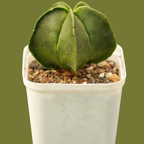 Astrophytum_nudam_Astrerious_spineless_cactus-Asterious