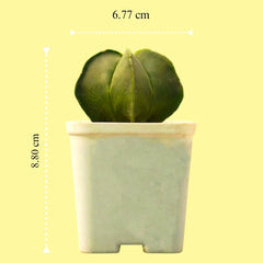 Astrophytum_nudam_Astrerious_spineless_cactus-Asterious