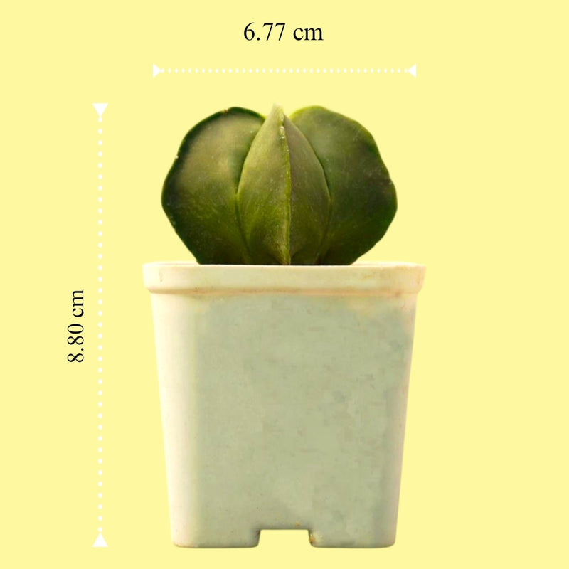 Astrophytum_nudam_Astrerious_spineless_cactus-Asterious